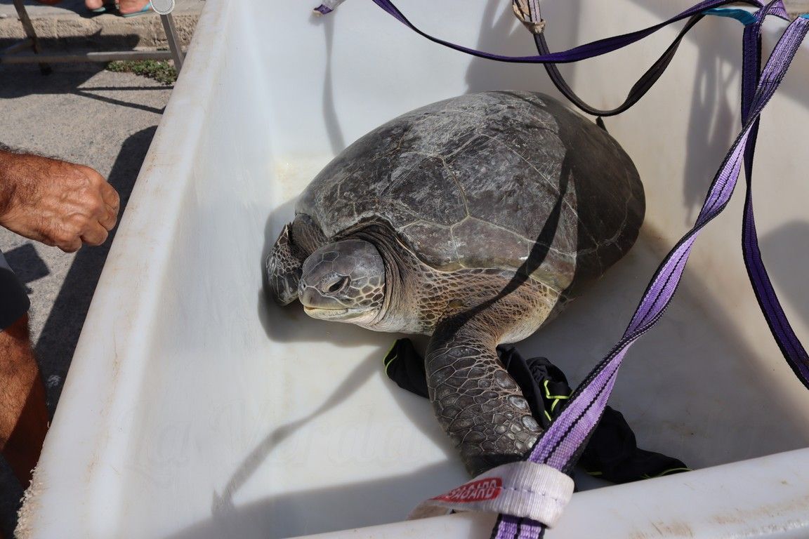 Liberan una nueva tortuga marina tras ser recuperada por el CECAM